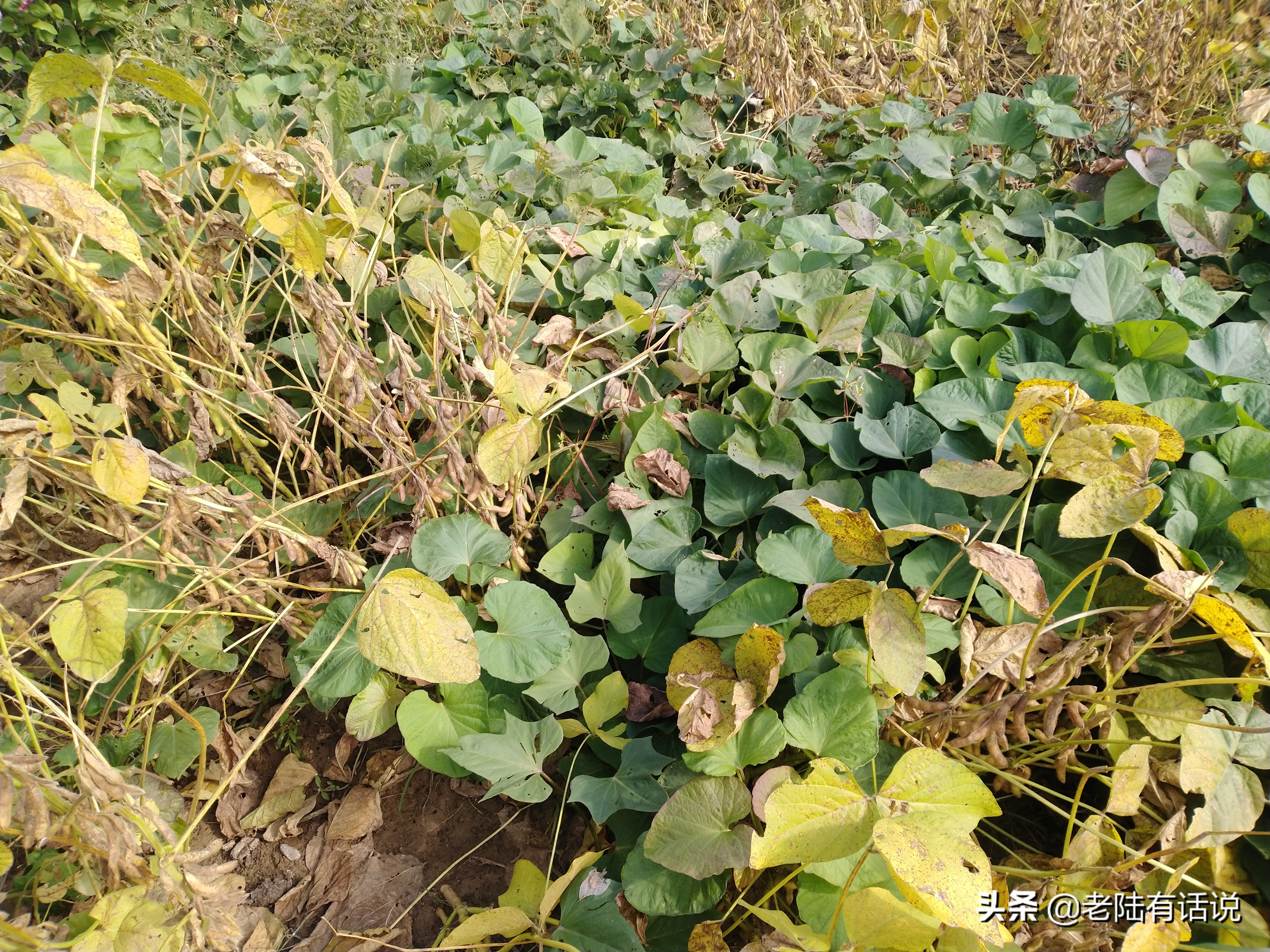 我的城市小菜园，我的田园之梦，金秋收获绿色食品