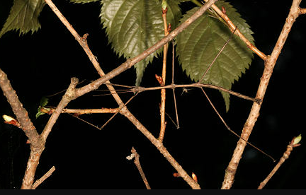 一生都在"隐身"的竹节虫,到底有多厉害