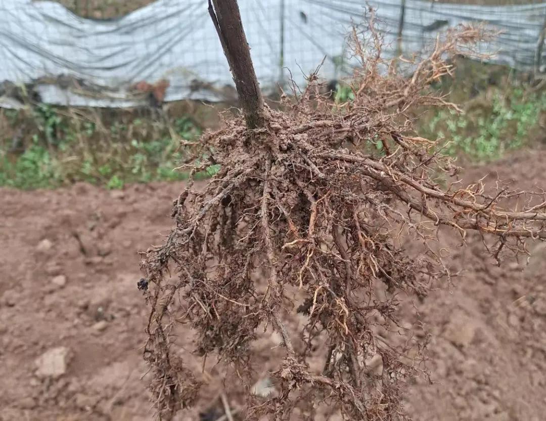 葡萄根系生长影响开花结果,果农如何管理才能长出健壮根系呢?