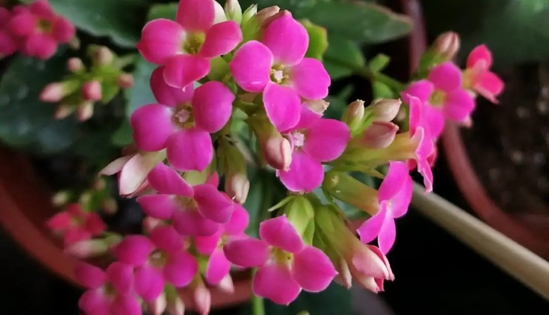 长寿花的颜色长寿花的颜色品种