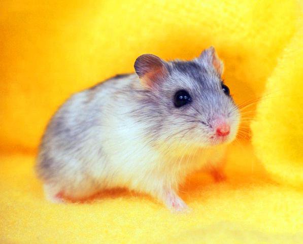 宠物鼠品种大全盘点国内外30种宠物鼠 心情笔记