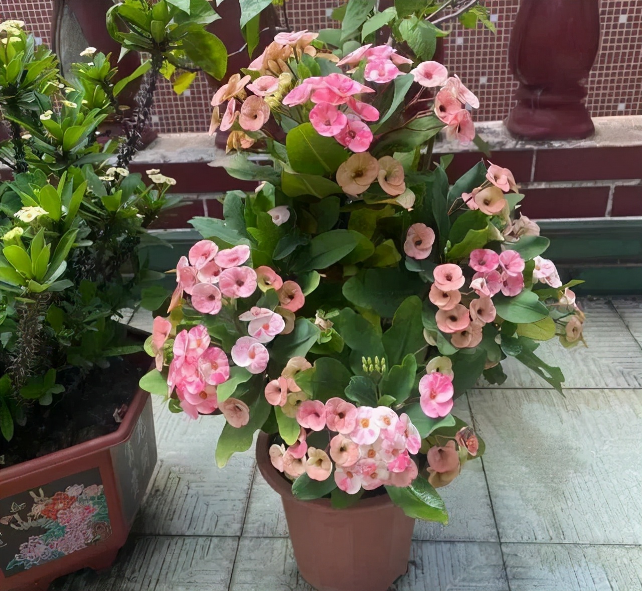 越漂亮的花越“有毒”！快来认识这12种大毒花，涨“知识”不吃亏
