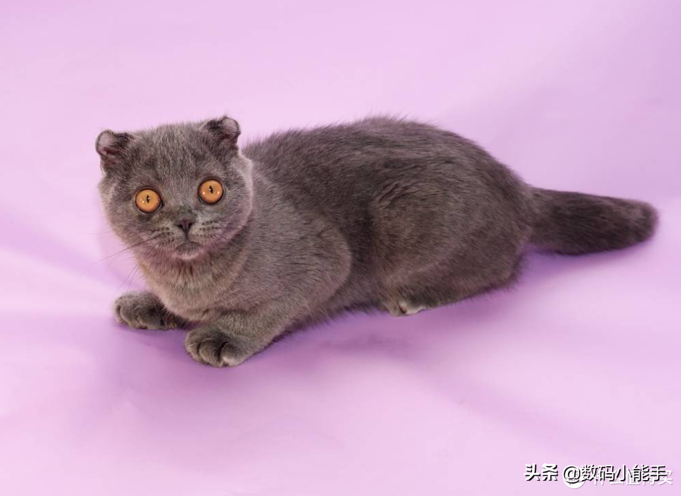 盘点中国十大最受欢迎的猫狗cp中国最受欢迎的宠物猫