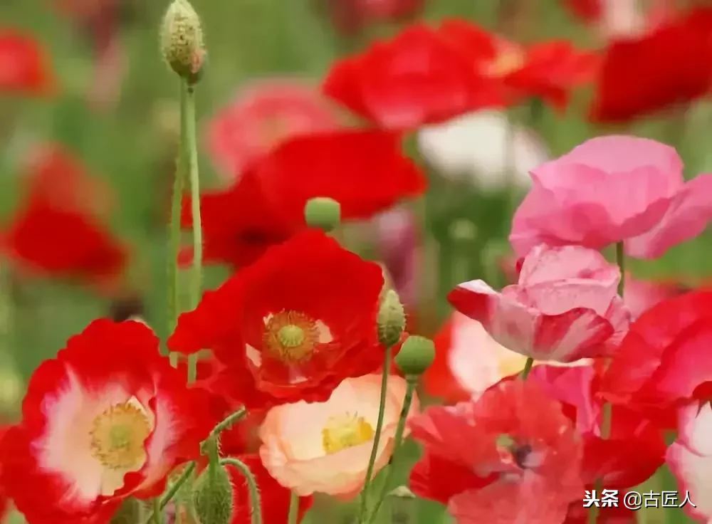 万紫千红的百花汇（百花汇中富含诗意的花）