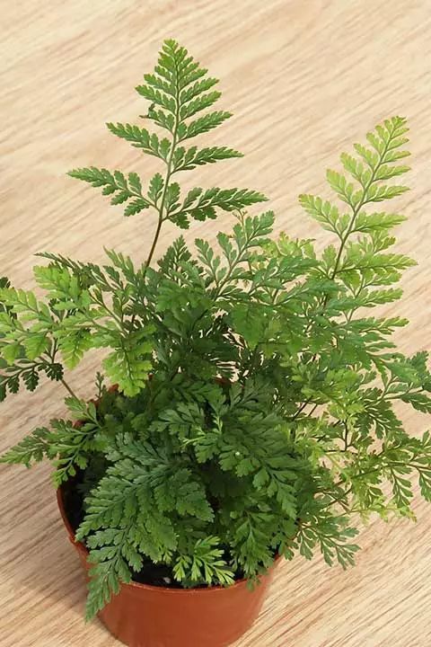 紫罗兰有毒吗（100种室内盆栽花草图鉴）