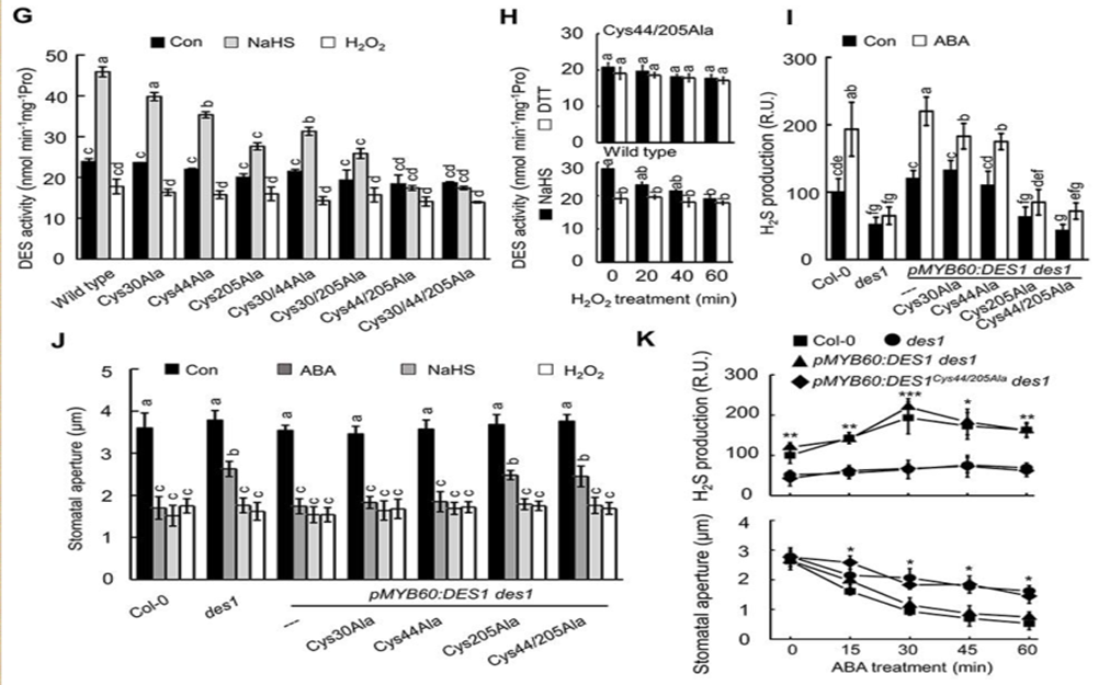 文章解读：“背靠背”南京农大谢彦杰同时解析硫化氢参与ABA信号