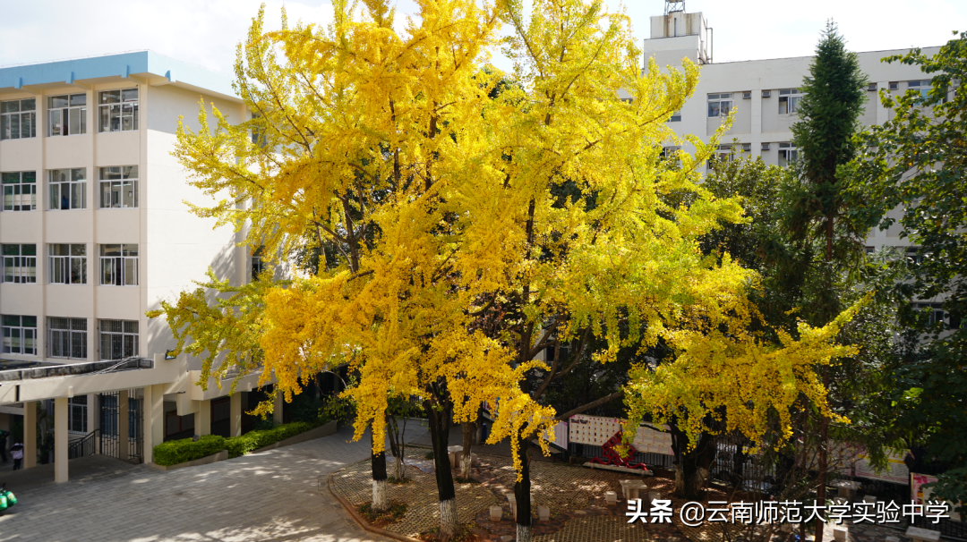 云南师范大学实验中学校本部高中部2020年招生热点问题解答（一）