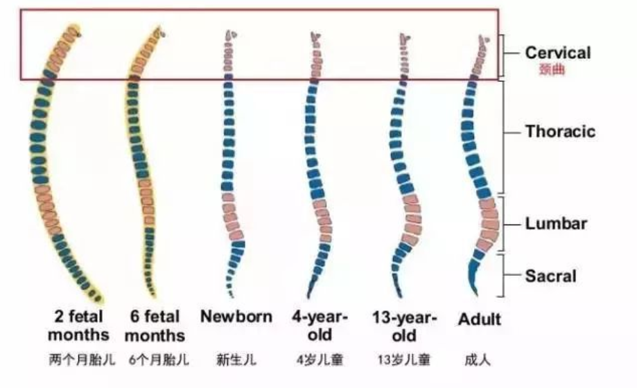 妈妈们注意啦，小baby的“用枕需求”你了解吗，宝宝枕头如何选