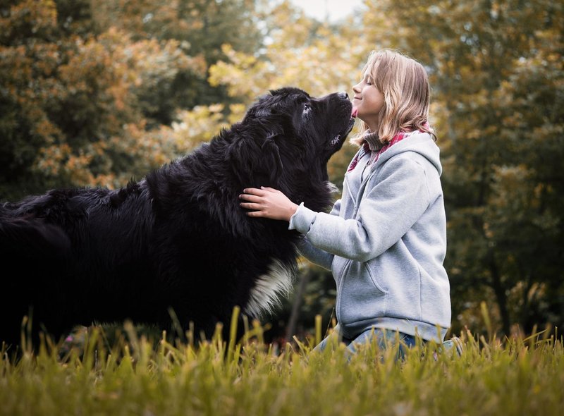 10 种最适合儿童的犬种，非常适合有小孩的家庭 - 对孩子友好且可爱