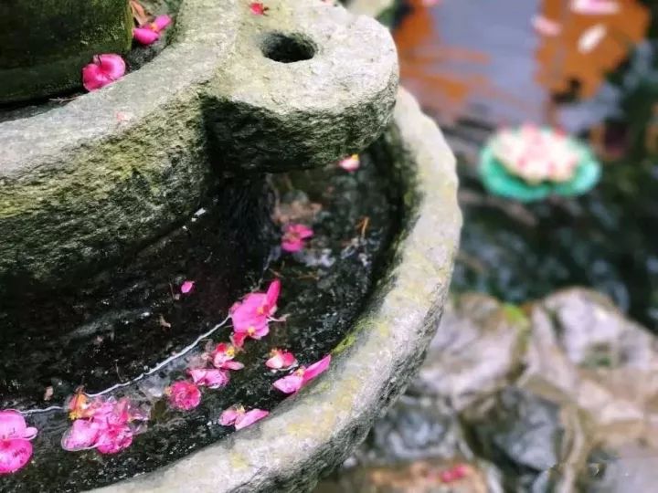 中国最文艺尼姑庵，不烧香只种花，美得想出家！韩红也慕名来参访