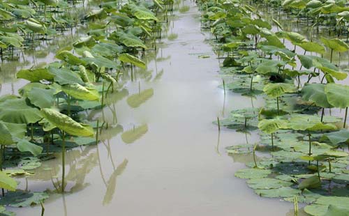 蓮藕種植蓮藕施什麼肥蓮藕種植施什麼肥料好