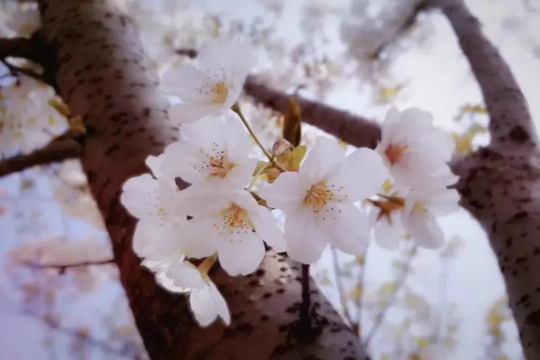 东沙湖学校（本周六）