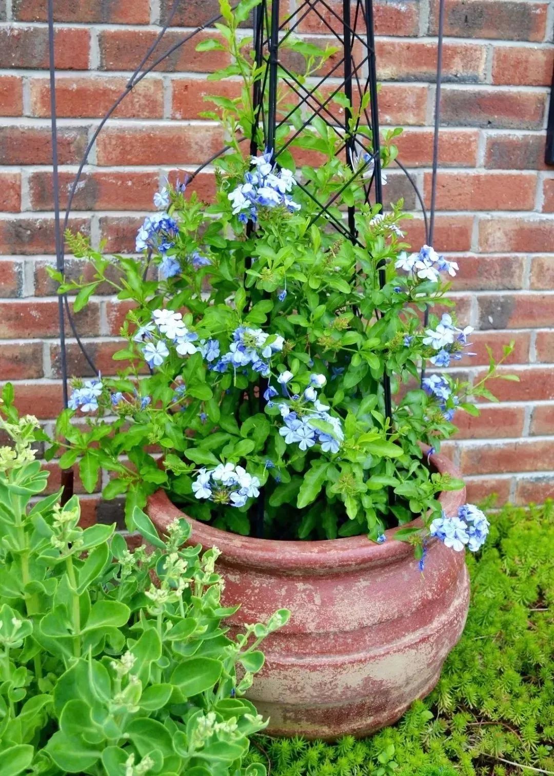 花量丰富，花期极长的蓝雪花，易养好照顾，养成盆栽后长得特别快