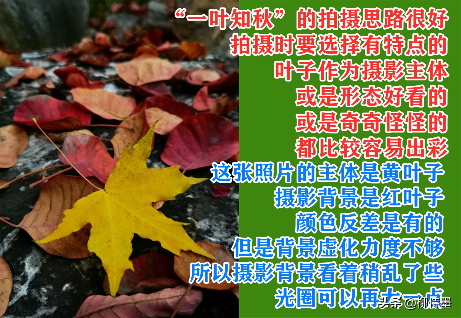 拍摄漂亮的“一叶知秋”，留下秋天的多姿多彩，摄影技巧学起来