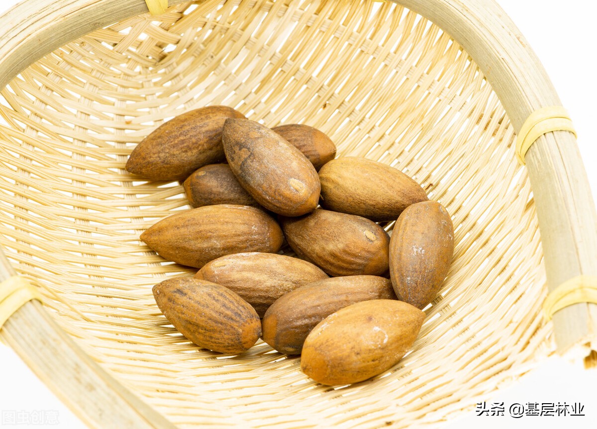 百元一斤的香榧价格居高不下，原来是这五个方面原因造成的