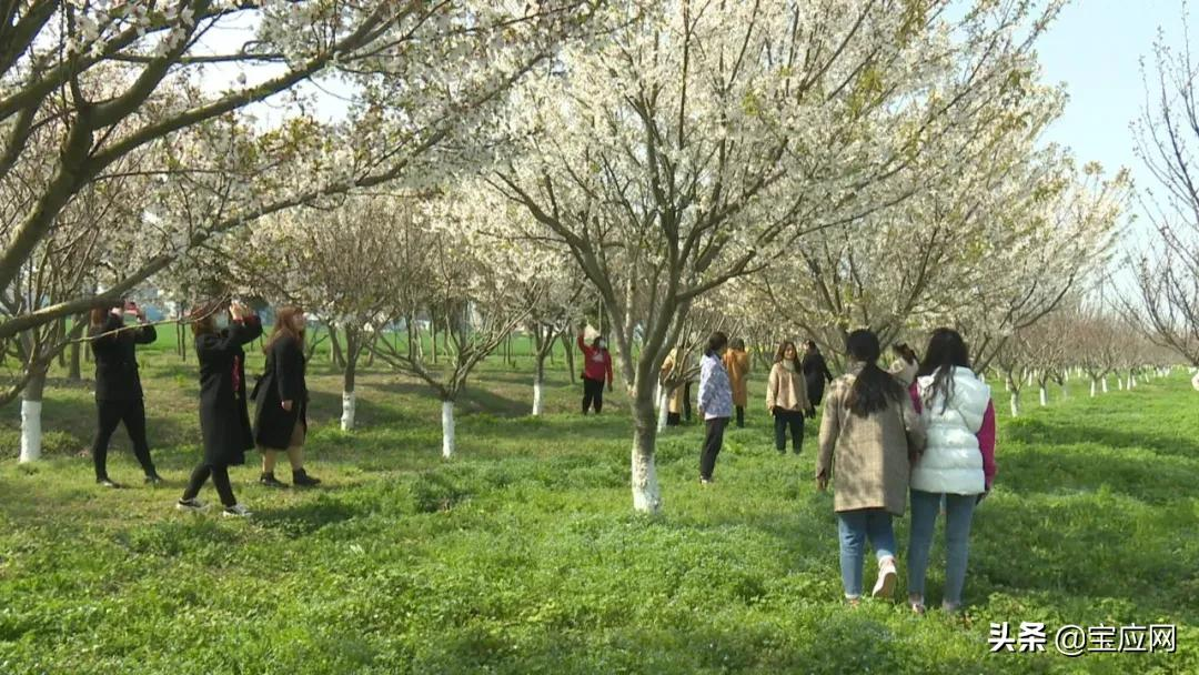 宝应有条樱花大道，你知道在哪里吗？