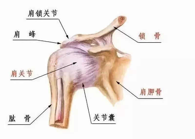 保姆級別的俯臥撐動作教學,看完後讓你遠離手腕疼,胸部沒泵感