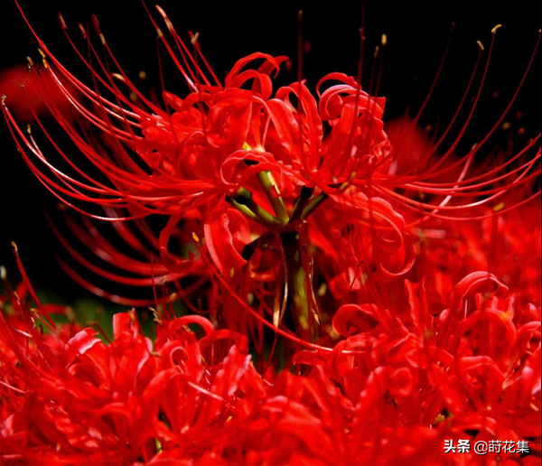 曼珠沙华的花语(紫色曼珠沙华的花语)-图1