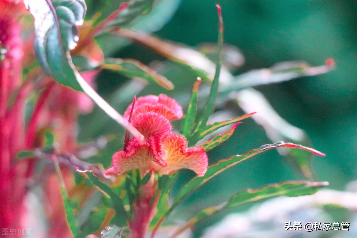 过往不恋，未来不迎，当下不负，如此安好