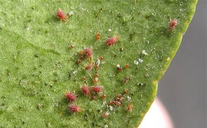 盆里倒一瓶牛奶，虫子全赶跑，叶子油绿发亮还茂盛！