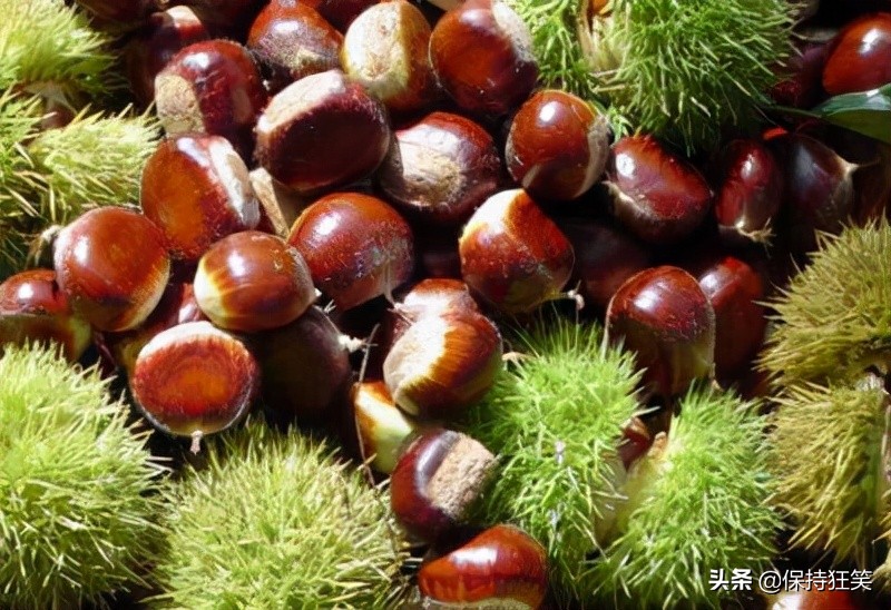 长春特产有哪些可以带（分享吉林省的14大土特产）