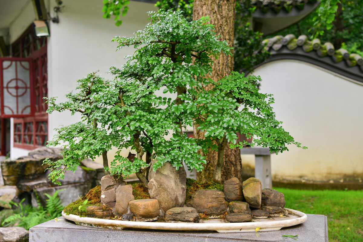 买棵榆树被邻居嘲笑,几个月后,央求我帮他也买一棵