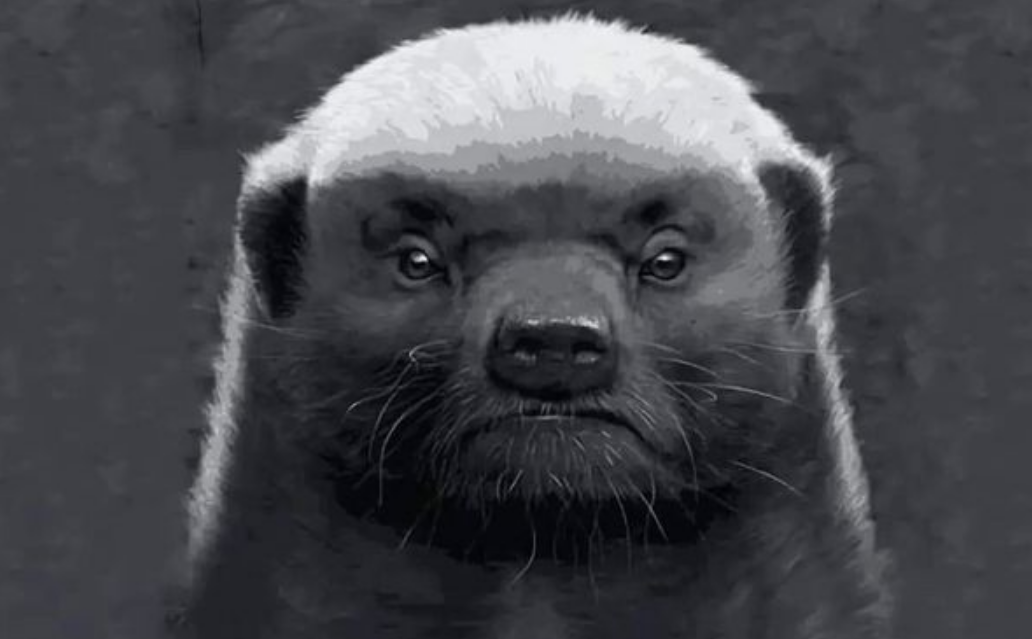 平头哥蜜獾的天敌众多,但没有一种对它们有严重危害,真是不好惹