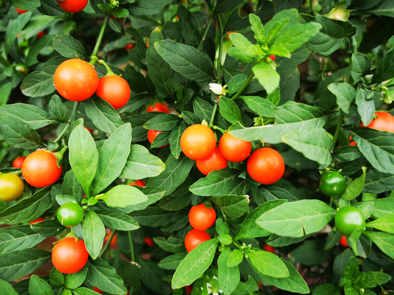 天冷了,冬珊瑚的果子红艳艳的,家中可以摆上这一盆吉庆果(绿松配什么