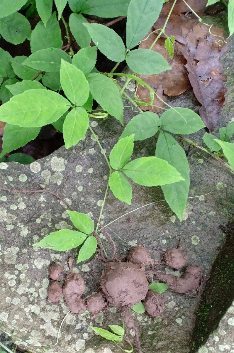 農村這種植物,聽名字一頭霧水,野生的不多,200元一斤很稀罕