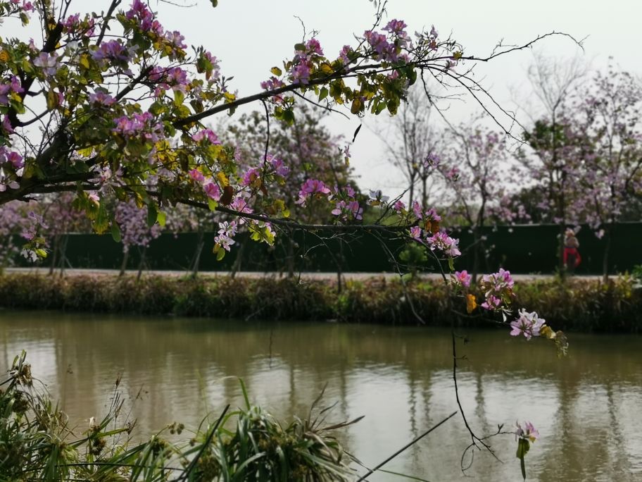 浓烈芬芳  春风十里赏花路  徜徉在广州海珠湿地的花海之中