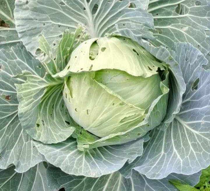 应季的蔬菜和水果时间表（盘点常见的水果成熟季节）