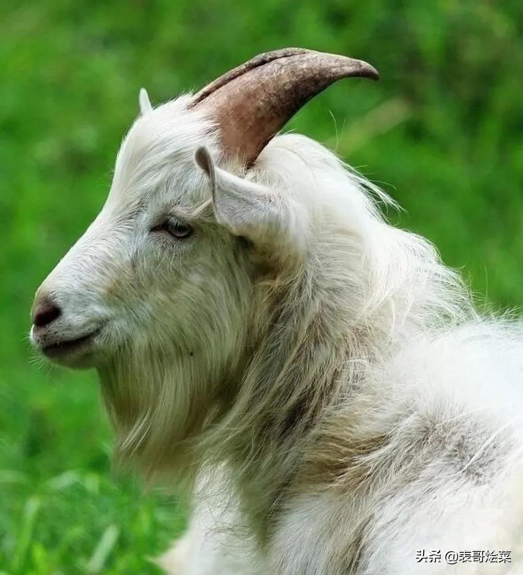 世界羊肉品种大全,部位适用范围,觉得有用就收藏吧