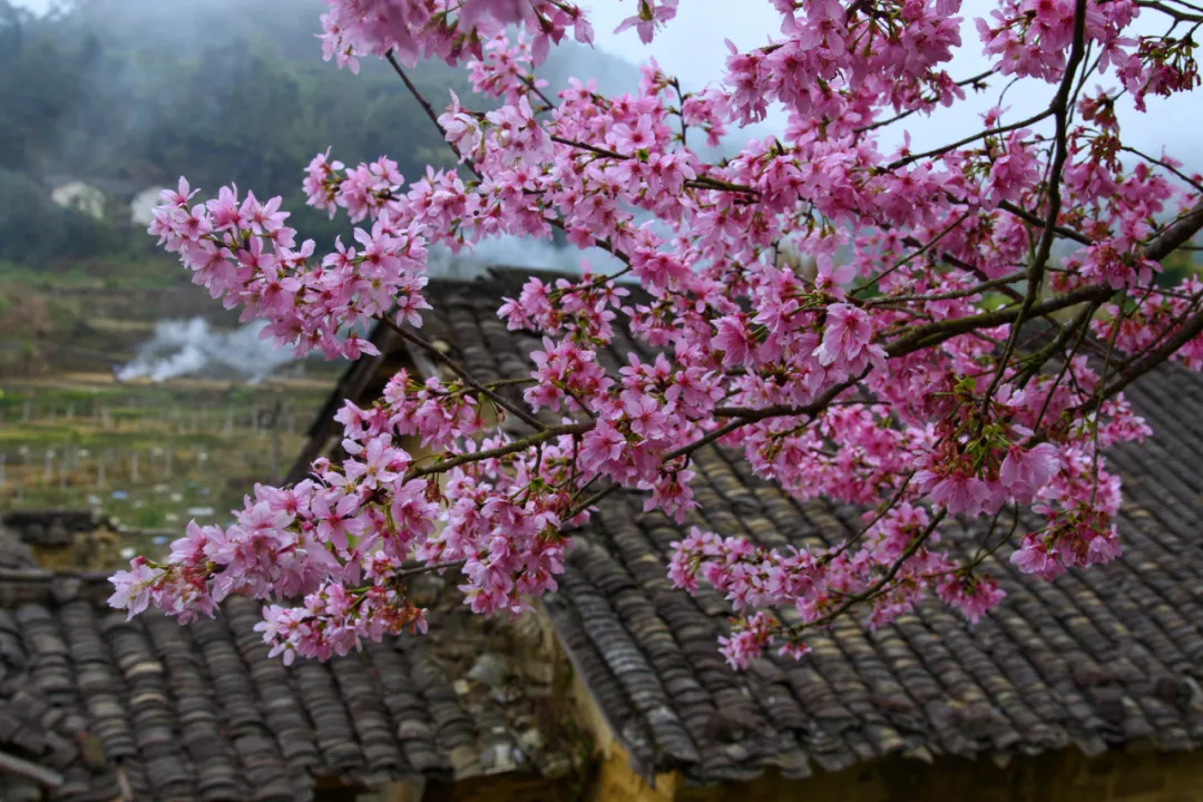 清明为什么要祭祖？这是我听过最好的答案