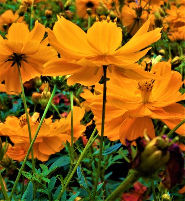 赞美黄秋英唯美句子