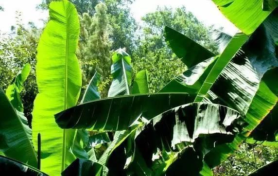 端午百科：年年吃粽子，粽叶是什么植物的叶子？天南海北不一样！