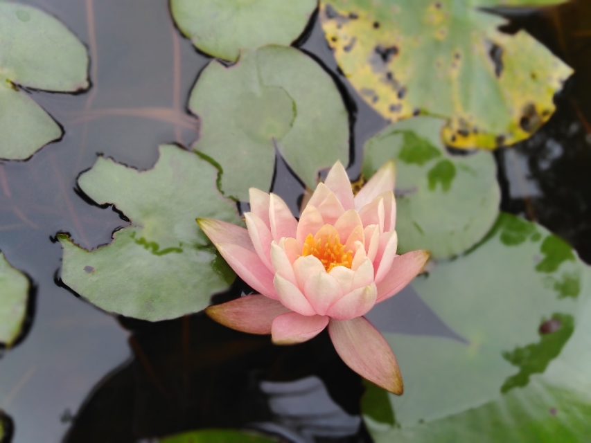 “他今天又摸我胸了”“我该怎么办？”