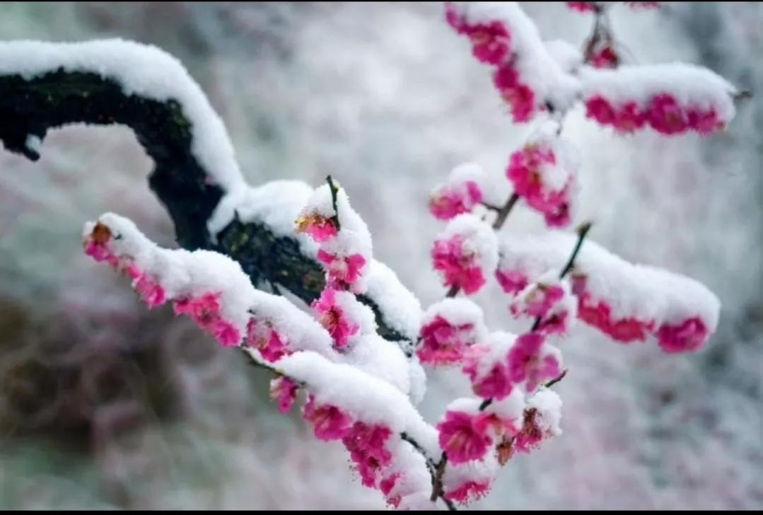 荷清自高洁，梅香独傲雪——赏析《爱莲说》和《卜算子 咏梅》