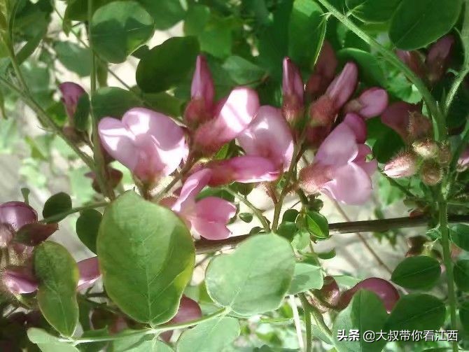 大同医专校园回忆