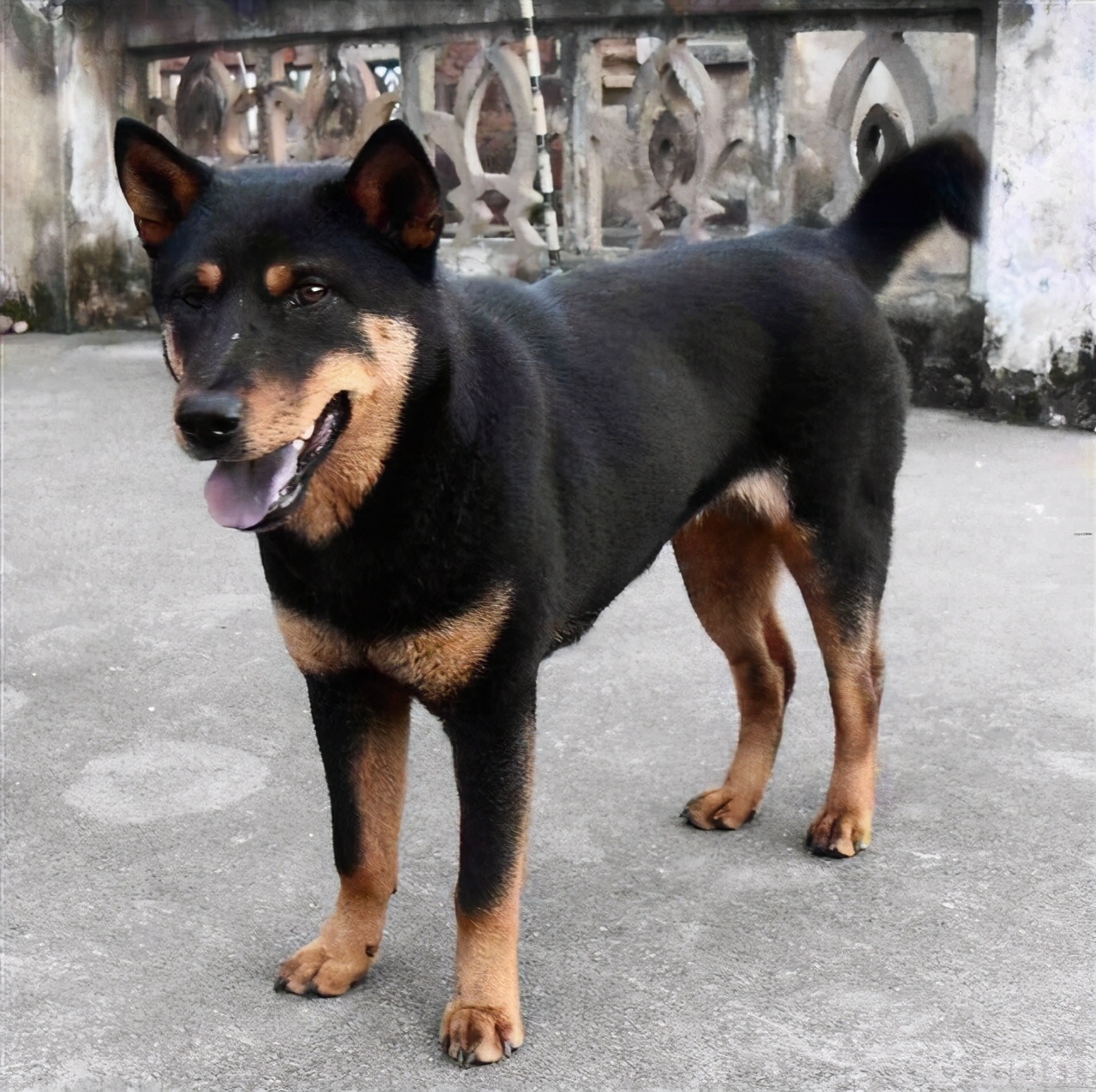 土狗平均寿命下降的原因