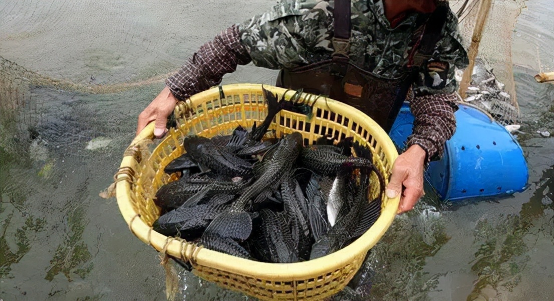 清道夫鱼为什么要活埋,清道夫鱼为什么不能吃,清道夫鱼天敌是谁