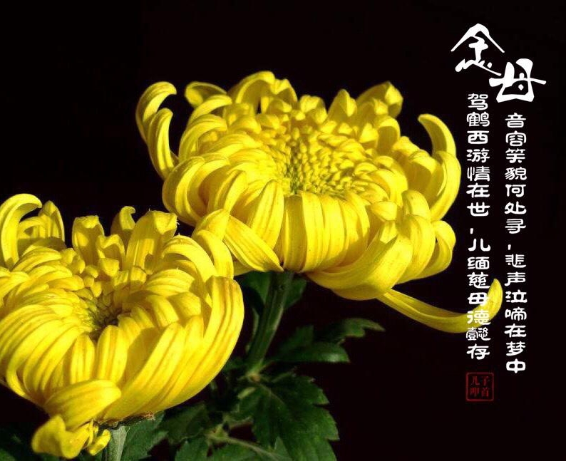 天堂里的母亲，此生缘分已尽，唯有回忆可追