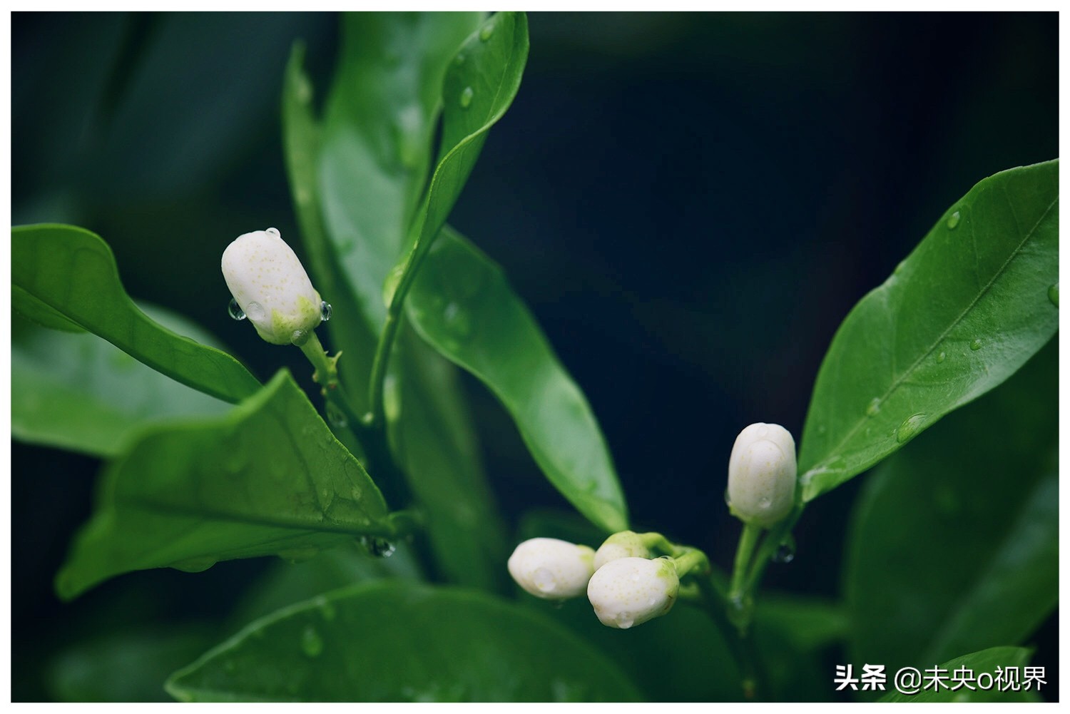 植物世界 l 苦橙花