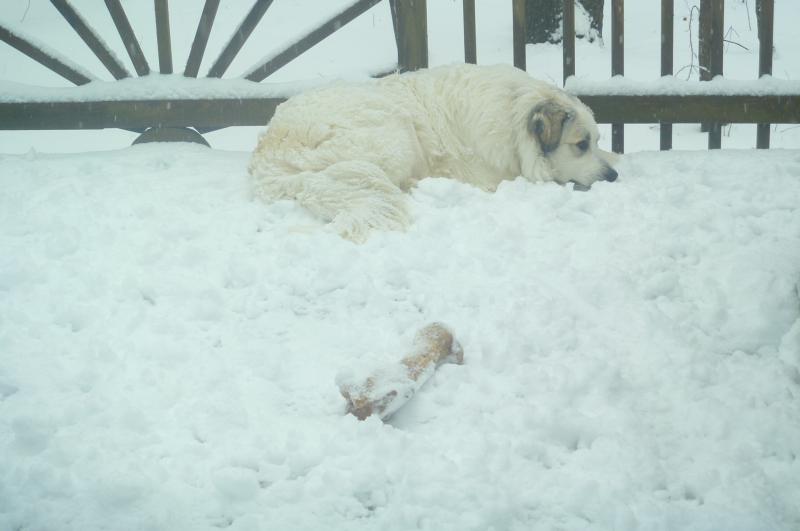 冬天快要来临了，在户外生活的狗狗该怎么办？狗狗可以睡在户外吗