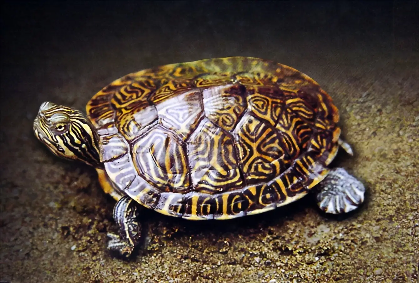 乌龟的种类图片及名称（乌龟的品种图片）