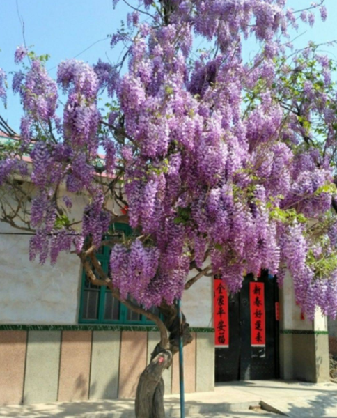 九种“吉祥树”，越老越值钱，越养越“富贵”