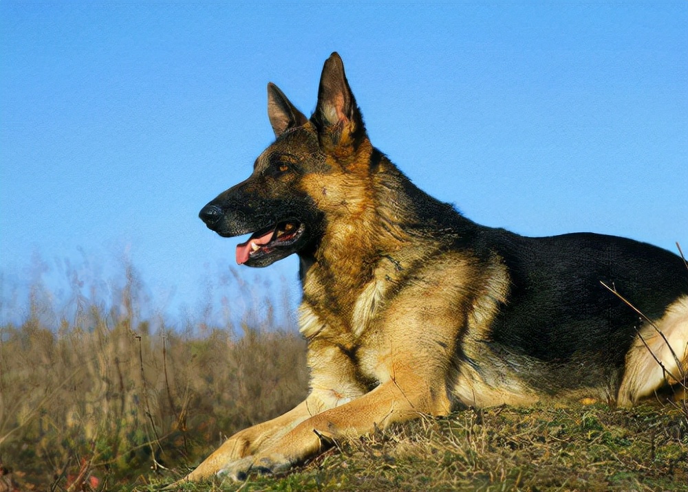 你可以永远相信"德国牧羊犬",看完你就清楚了