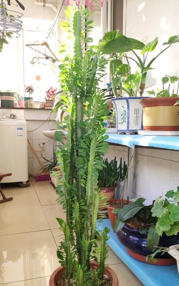 越漂亮的花越“有毒”！快来认识这12种大毒花，涨“知识”不吃亏