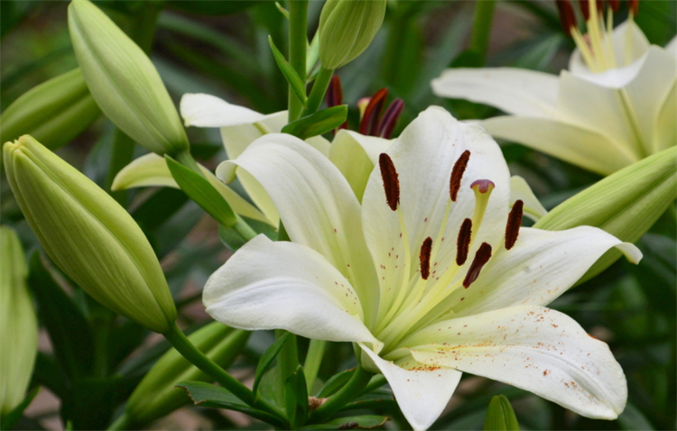 百合花語是什麼意思?百年好合,幸福生活和偉大的愛,適用多場合