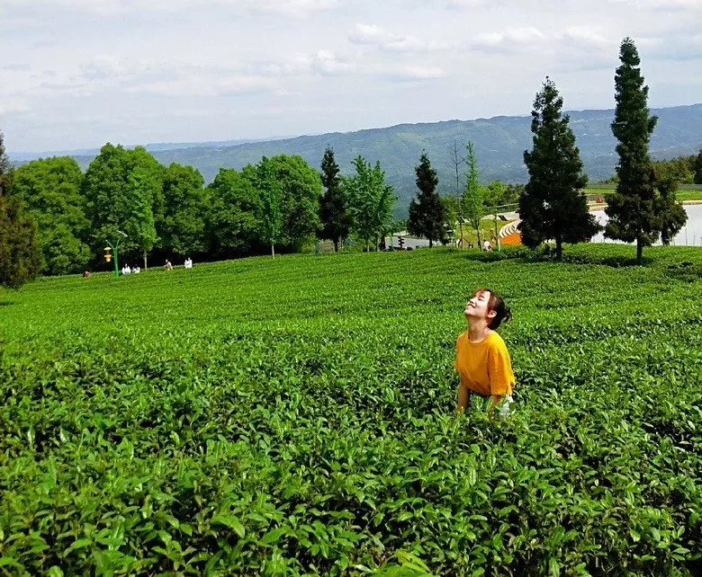 万万没想到!重庆这里藏了个仙气飘飘的茶山!它产的茶叶竟获金奖