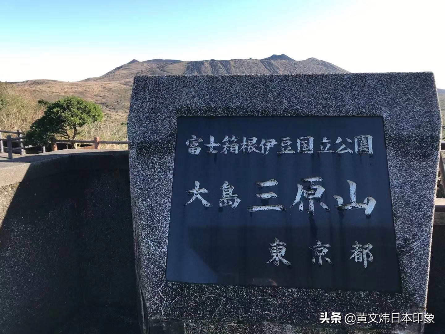 椿的花语是什么（一文了解椿花语代表的含义）